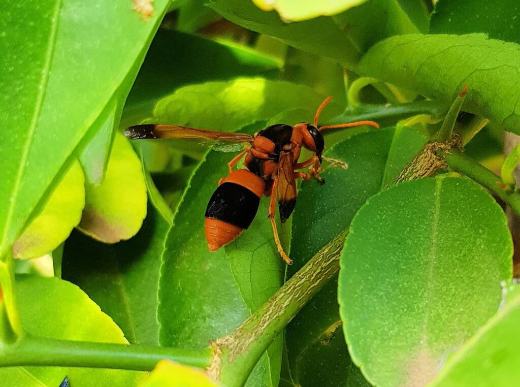 Mud Dauber/Orange Potter Wasp (Abispa ephippium), Alice Springs, NT