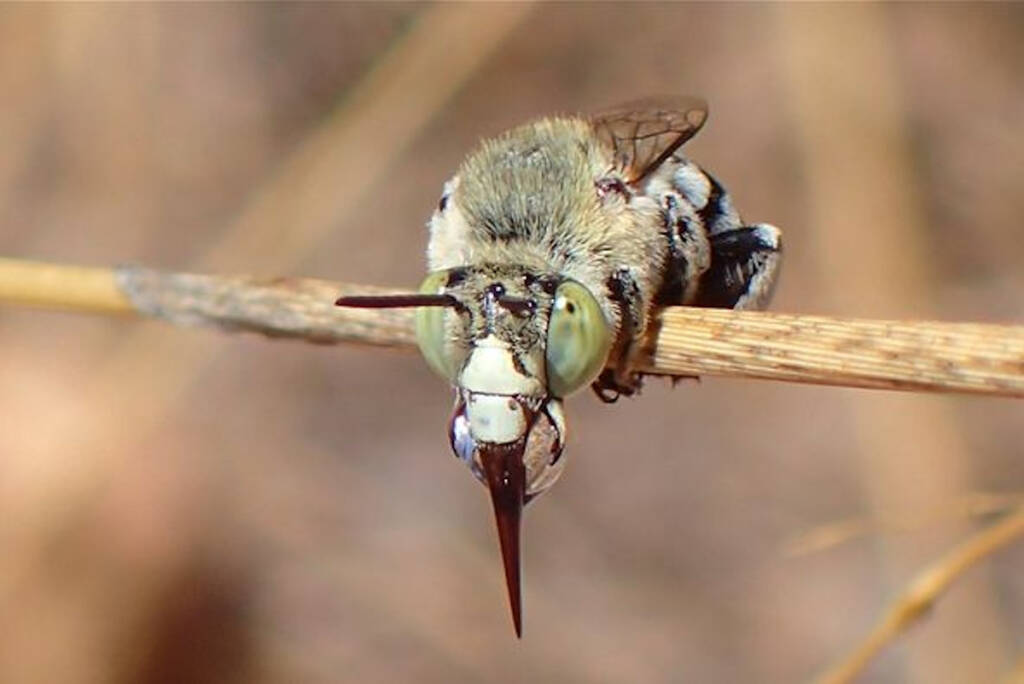Amegilla chlorocyanea © Gary Taylor