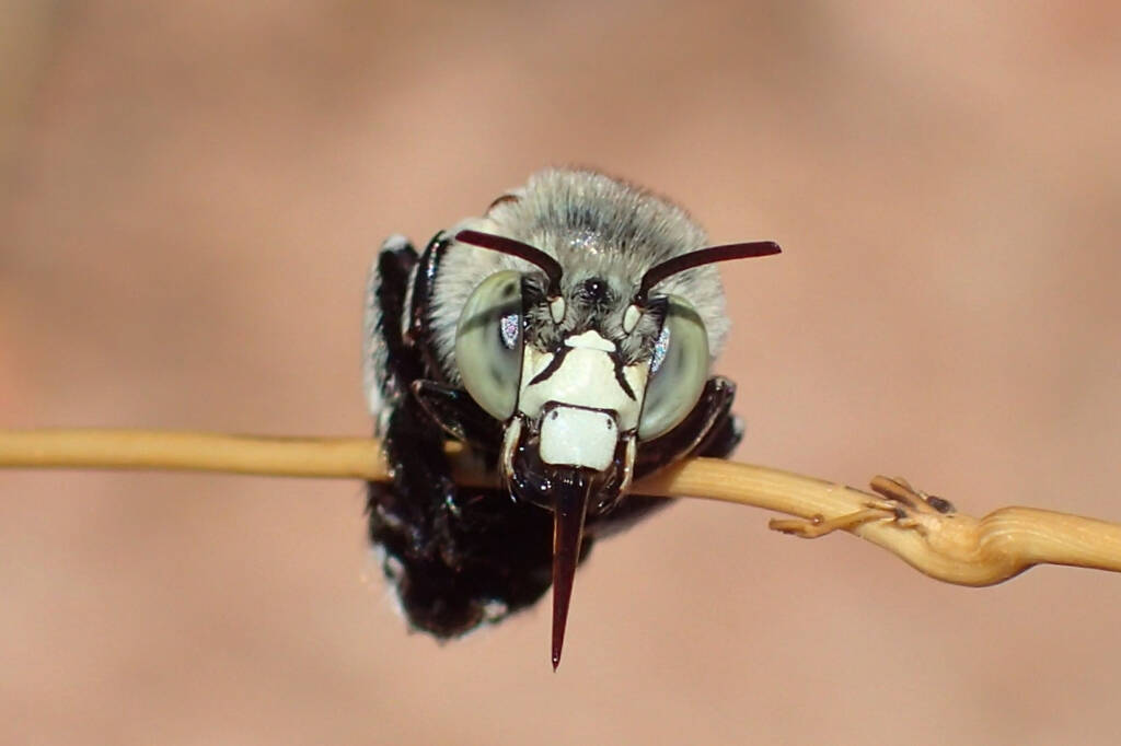 Amegilla chlorocyanea © Gary Taylor