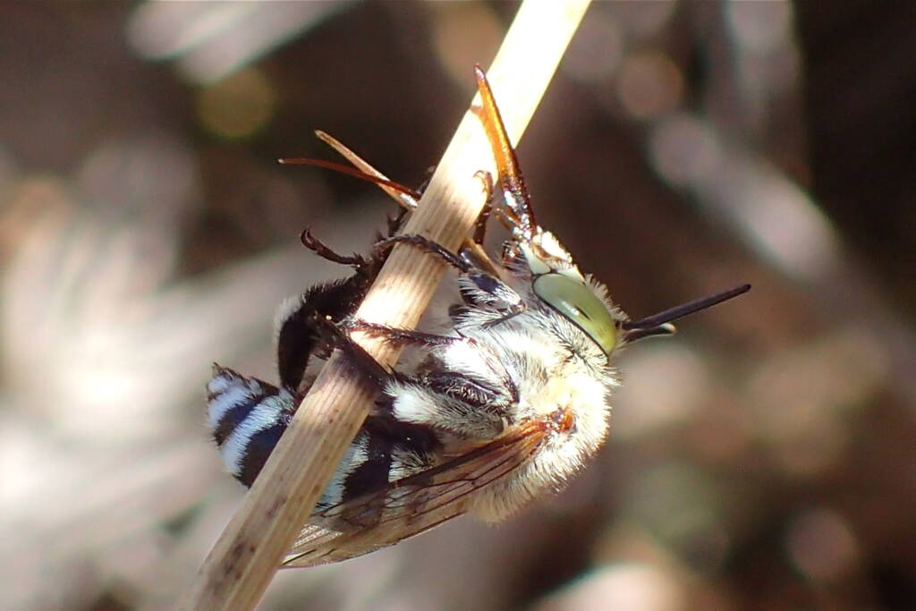 Amegilla chlorocyanea © Gary Taylor