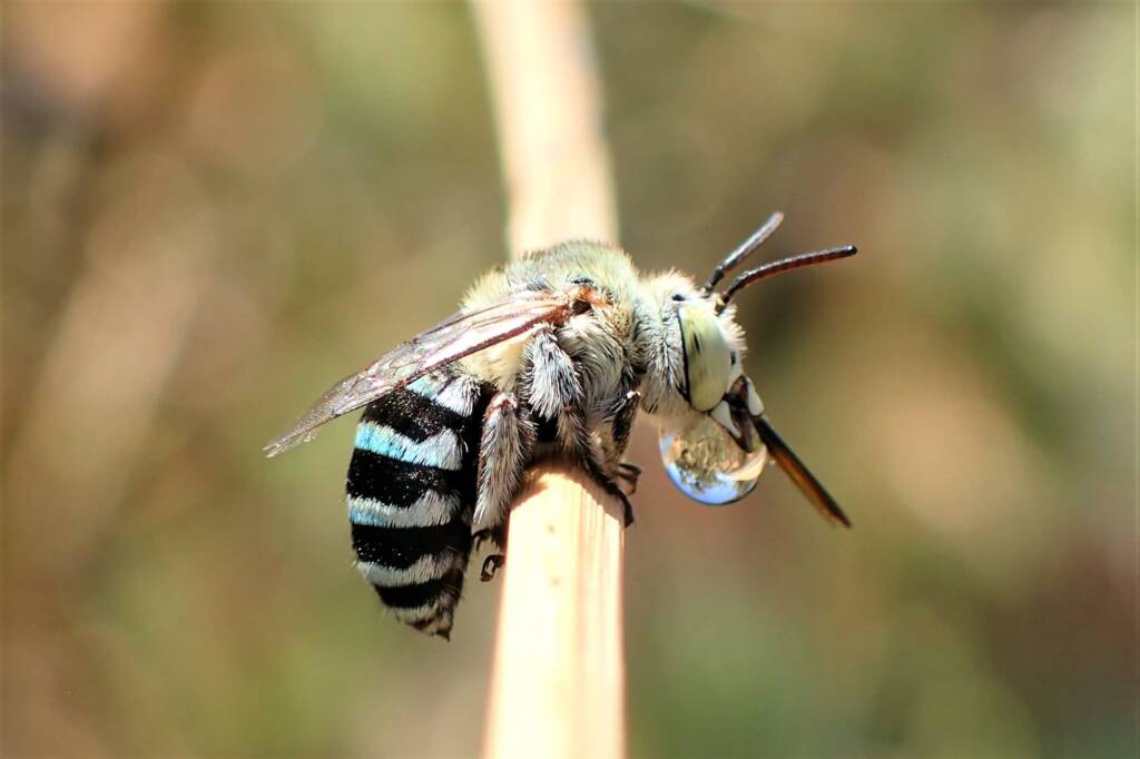 "Bubbling" Amegilla chlorocyanea © Gary Taylor