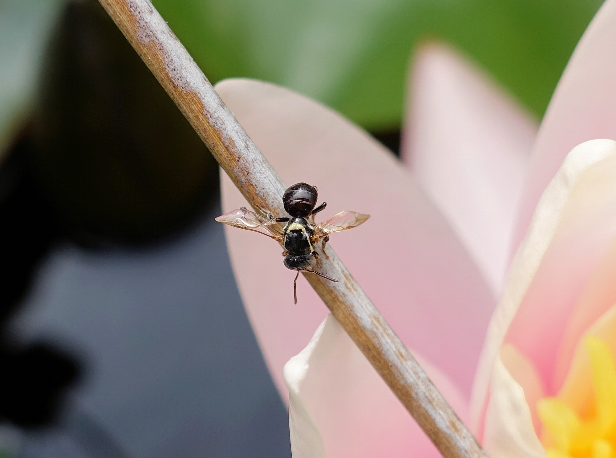 Austroplebeia australis, Alice Springs, NT