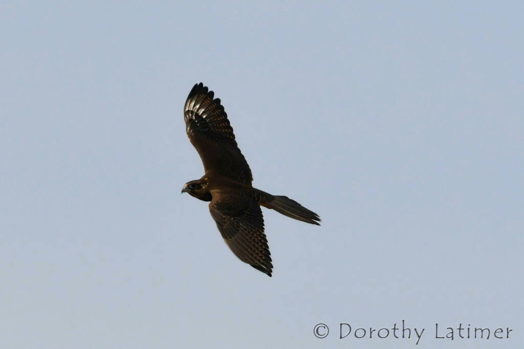 Black Falcon (Falco subniger) © Dorothy Latimer