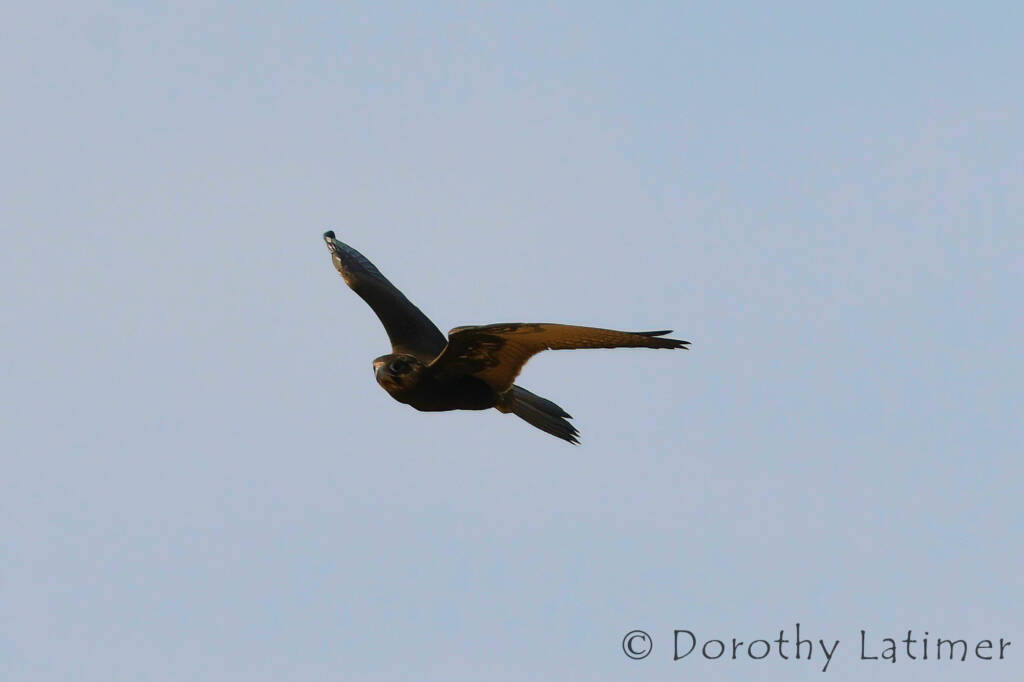 Black Falcon (Falco subniger) © Dorothy Latimer