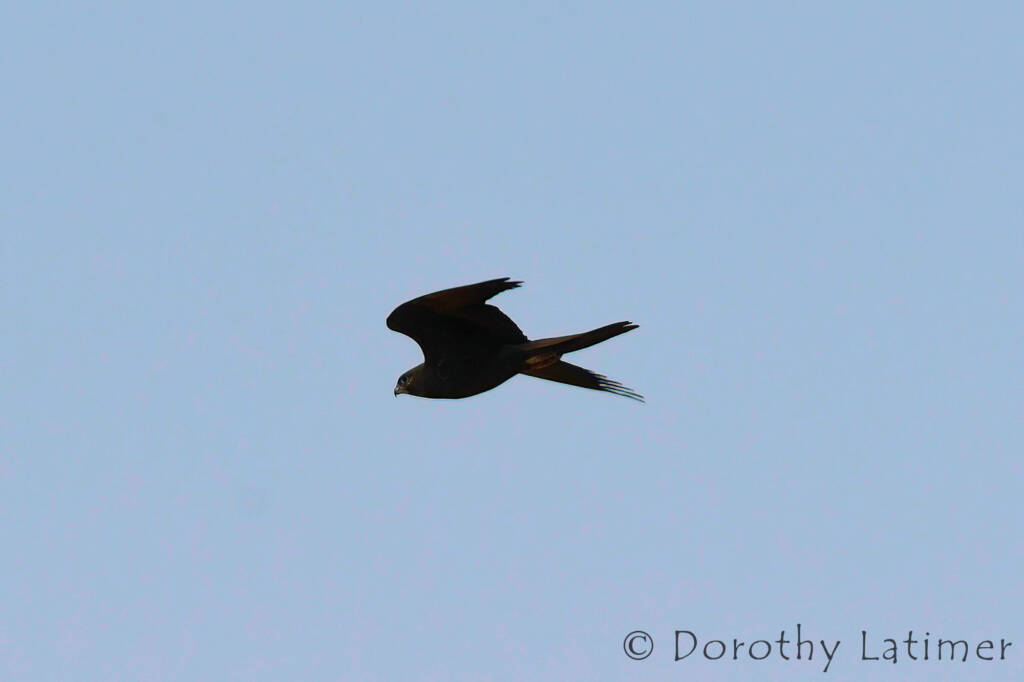 Black Falcon (Falco subniger) © Dorothy Latimer