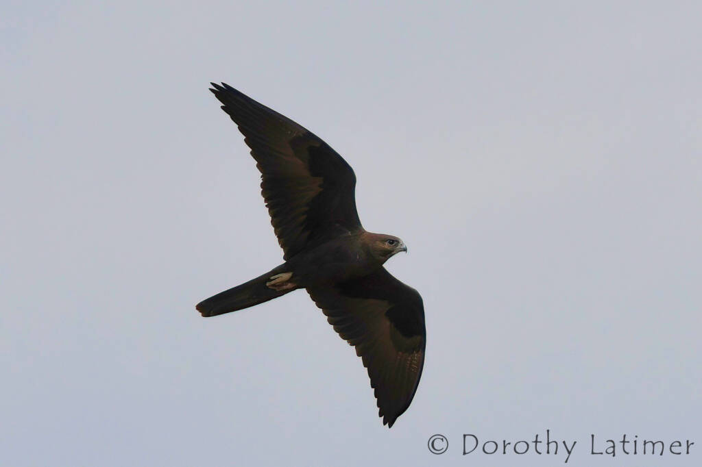 Black Falcon (Falco subniger) © Dorothy Latimer