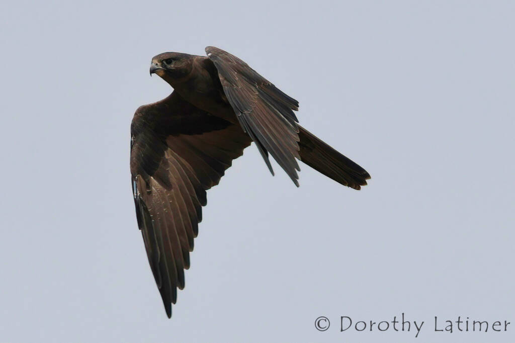 Black Falcon (Falco subniger) © Dorothy Latimer