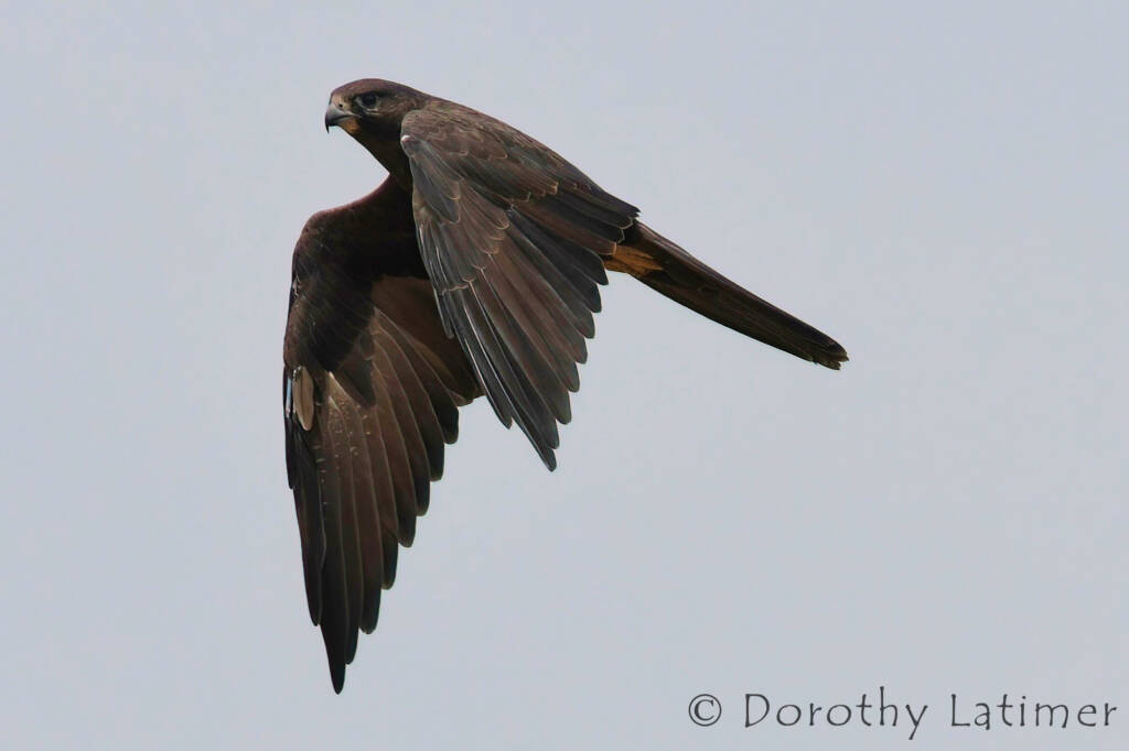 Black Falcon (Falco subniger) © Dorothy Latimer