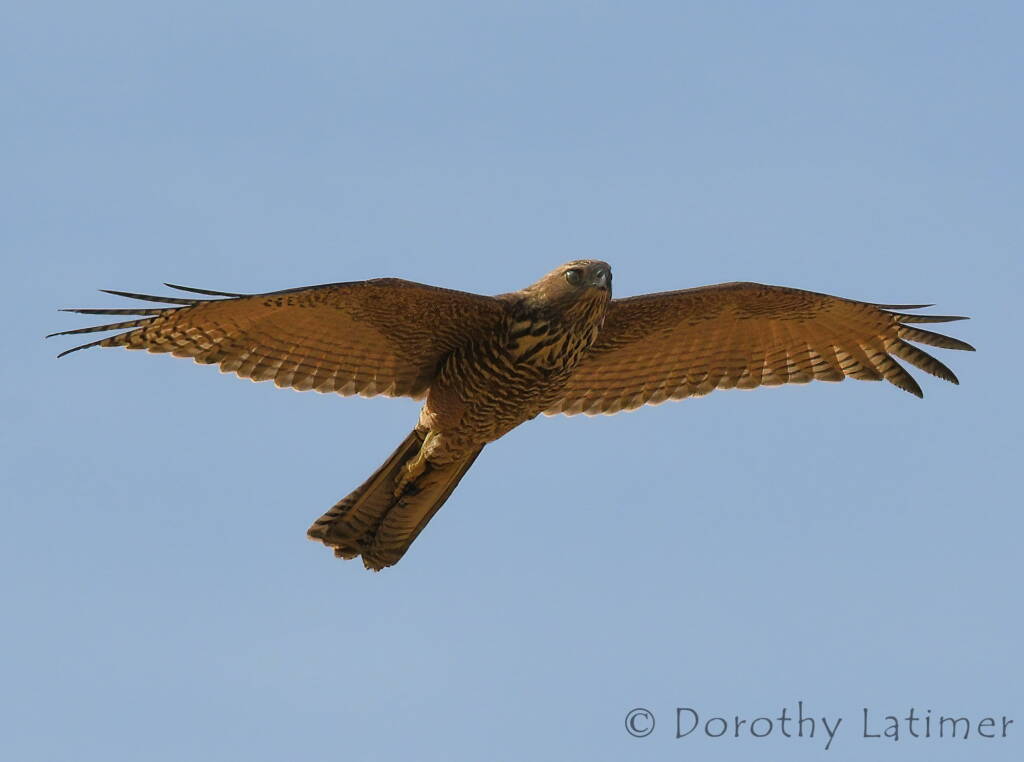 Brown Goshawk (Accipiter fasciatus), Central Australia © Dorothy Latimer