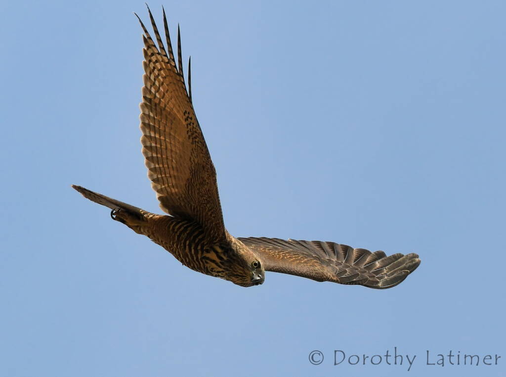 Brown Goshawk (Accipiter fasciatus), Central Australia © Dorothy Latimer