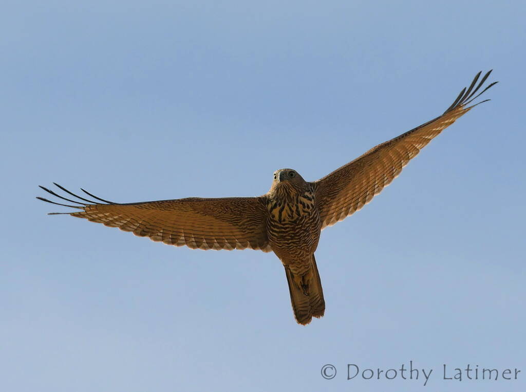Brown Goshawk (Accipiter fasciatus), Central Australia © Dorothy Latimer