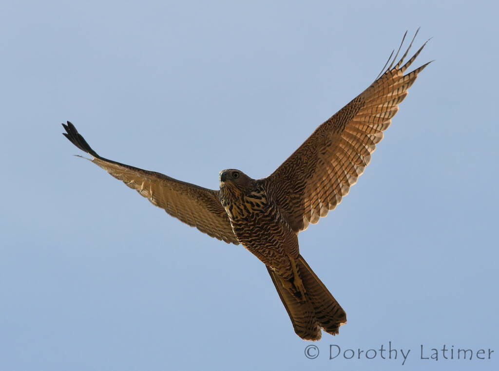 Brown Goshawk (Accipiter fasciatus), Central Australia © Dorothy Latimer