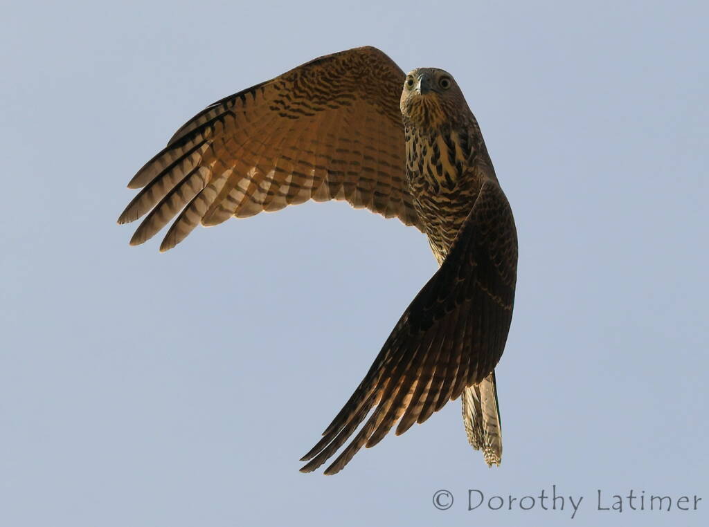 Brown Goshawk (Accipiter fasciatus), Central Australia © Dorothy Latimer
