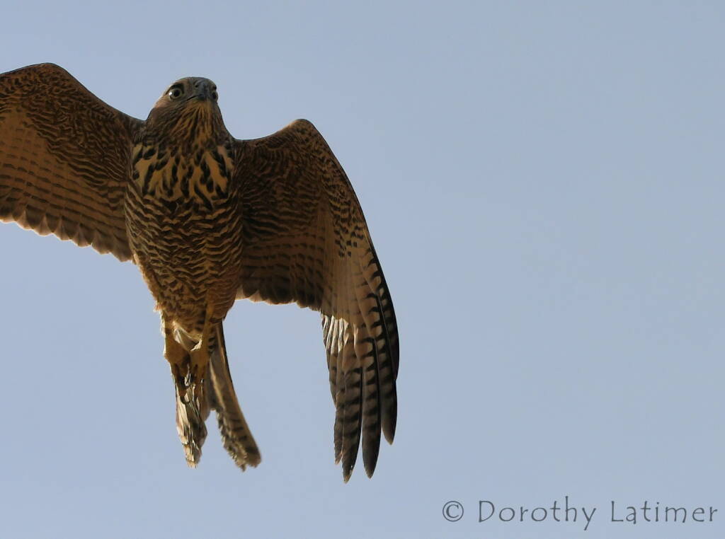 Brown Goshawk (Accipiter fasciatus), Central Australia © Dorothy Latimer