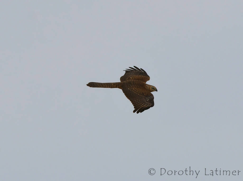 Brown Goshawk (Accipiter fasciatus), Central Australia © Dorothy Latimer