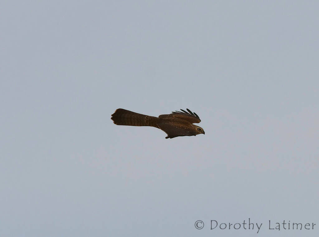 Brown Goshawk (Accipiter fasciatus), Central Australia © Dorothy Latimer