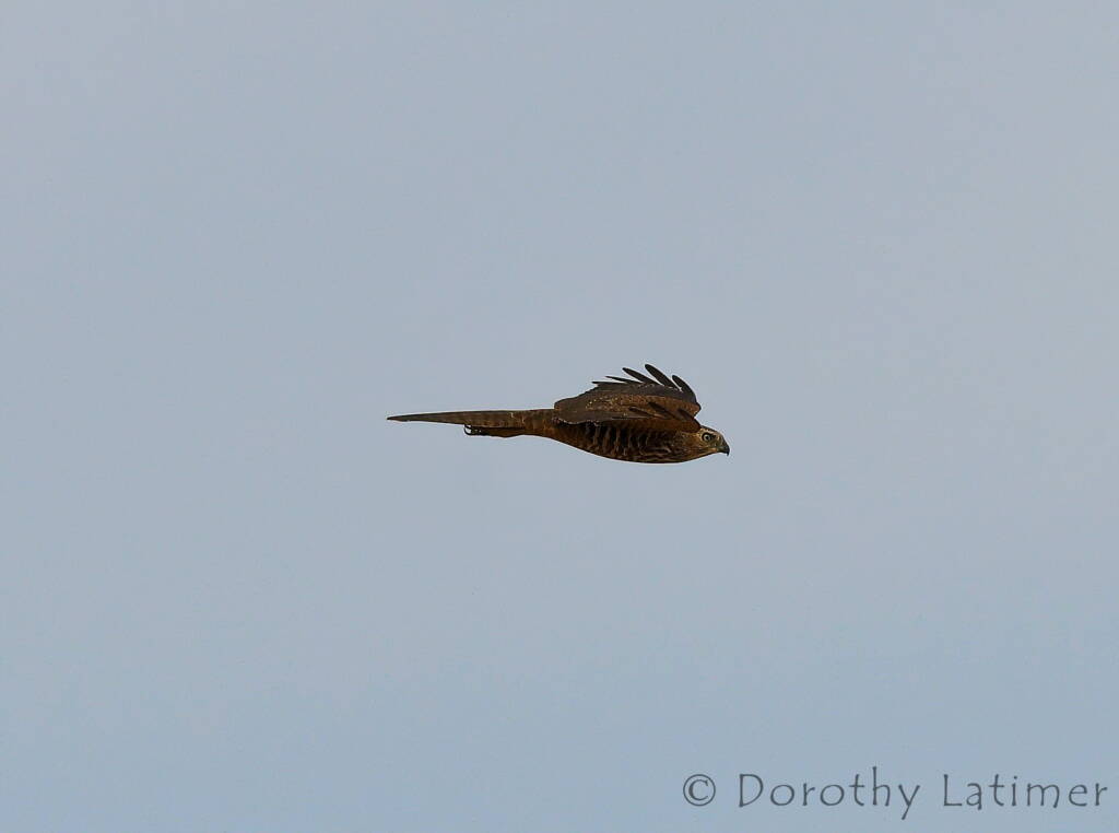 Brown Goshawk (Accipiter fasciatus), Central Australia © Dorothy Latimer