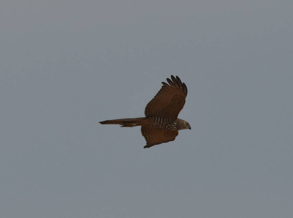 Brown Goshawk (Accipiter fasciatus), Central Australia © Dorothy Latimer