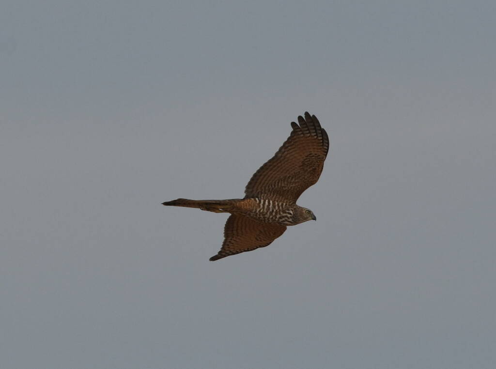 Brown Goshawk (Accipiter fasciatus), Central Australia © Dorothy Latimer