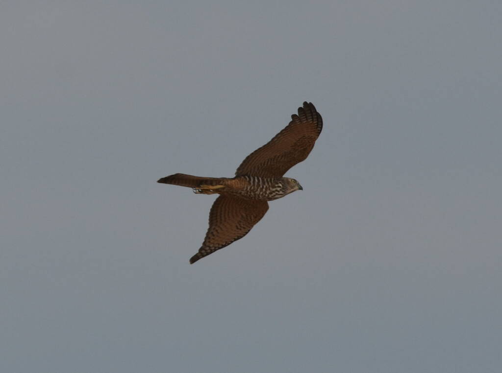 Brown Goshawk (Accipiter fasciatus), Central Australia © Dorothy Latimer