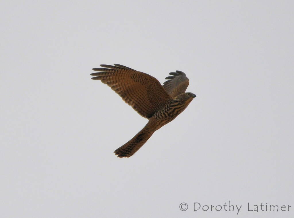 Brown Goshawk (Accipiter fasciatus), Central Australia © Dorothy Latimer