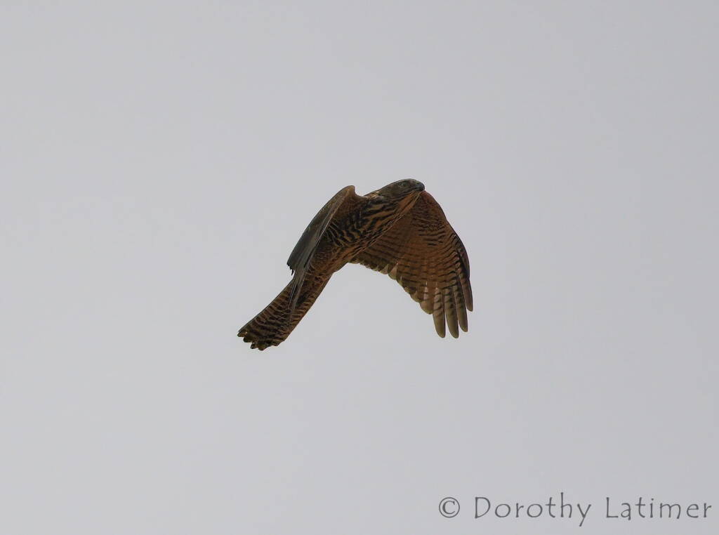 Brown Goshawk (Accipiter fasciatus), Central Australia © Dorothy Latimer