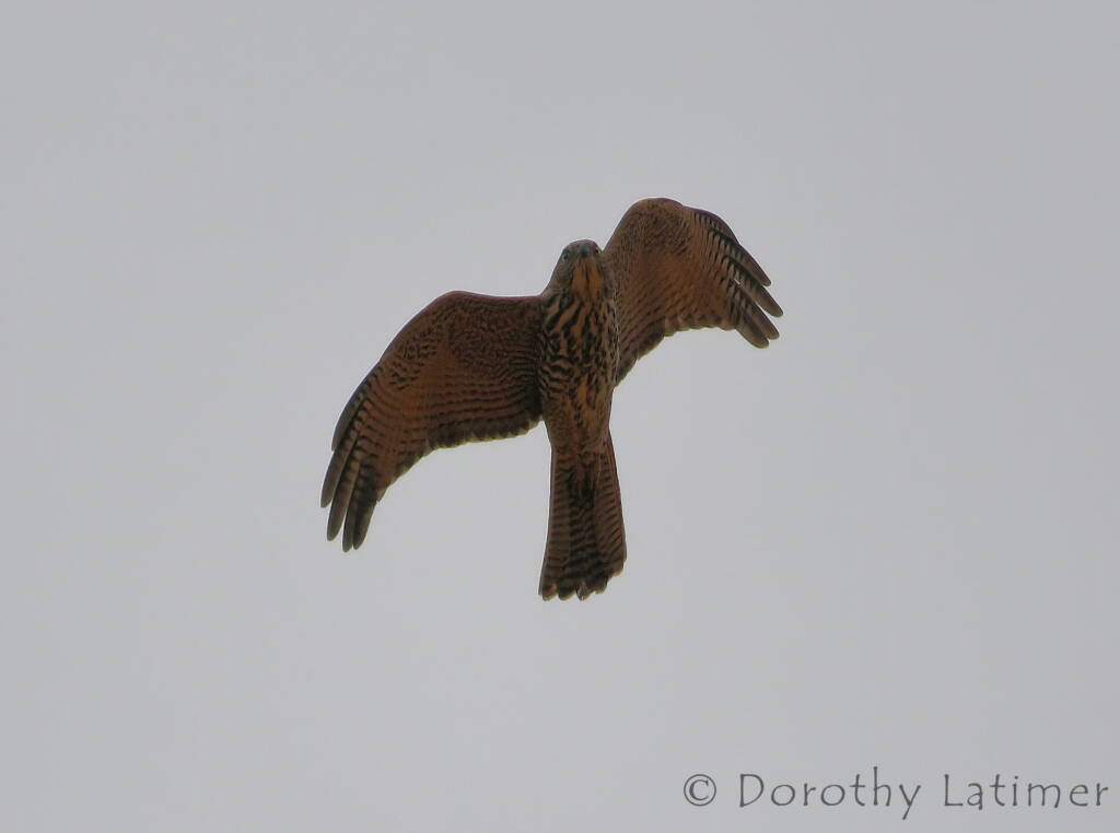 Brown Goshawk (Accipiter fasciatus), Central Australia © Dorothy Latimer