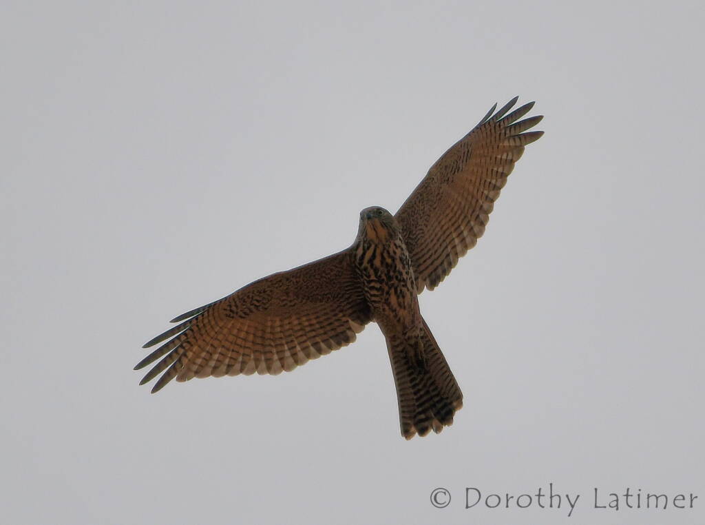 Brown Goshawk (Accipiter fasciatus), Central Australia © Dorothy Latimer