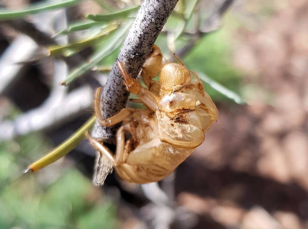 Cicada nymph shell case of the Burbunga hillieri, Alice Springs, NT