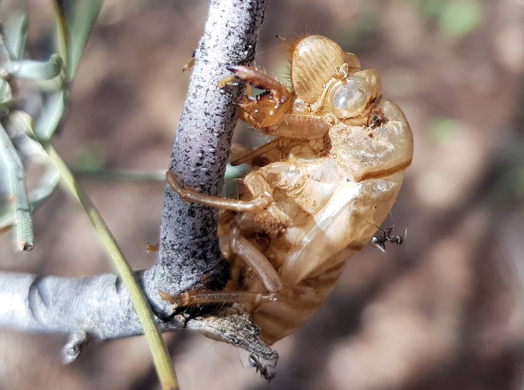 Cicada nymph shell case of the Burbunga hillieri, Alice Springs, NT