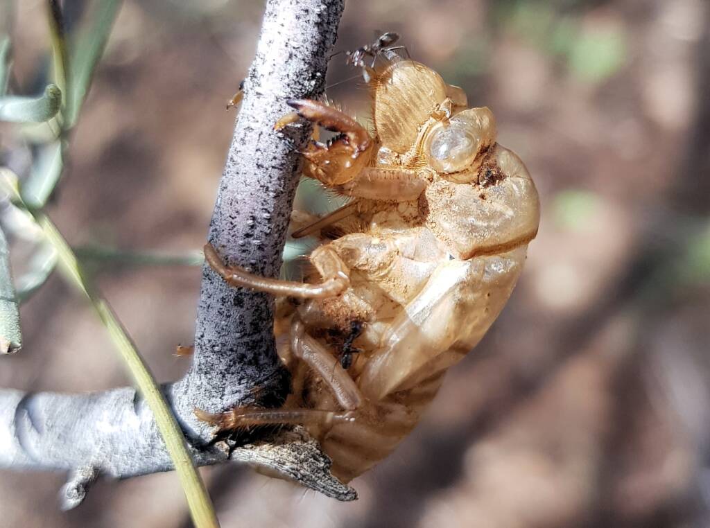 Cicada nymph shell case of the Burbunga hillieri, Alice Springs, NT
