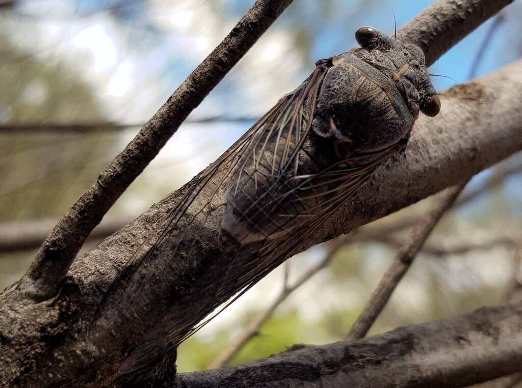 Desert Screamer (Burbunga hillieri), Alice Springs, NT