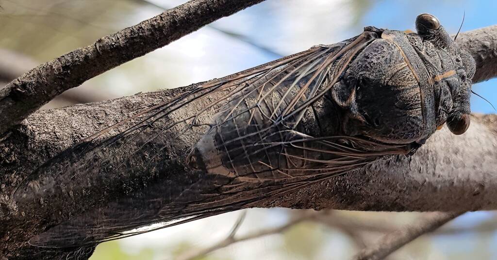 Desert Screamer (Burbunga hillieri), Alice Springs, NT