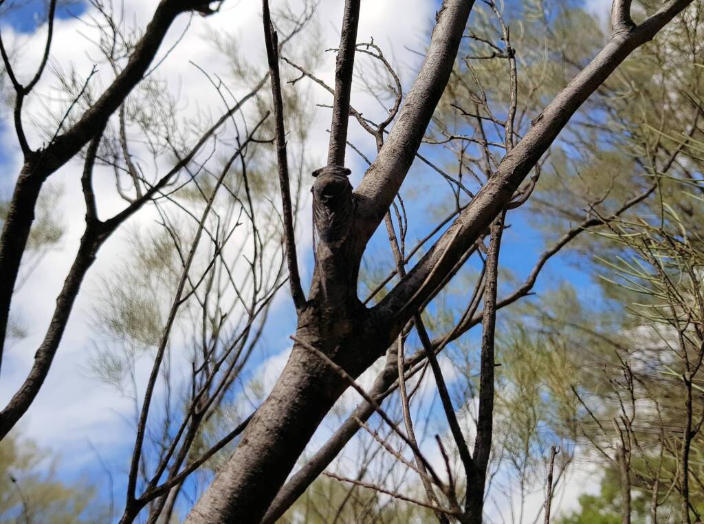 Desert Screamer (Burbunga hillieri), Alice Springs, NT