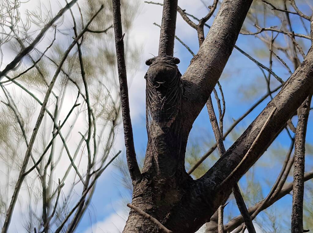 Desert Screamer (Burbunga hillieri), Alice Springs, NT