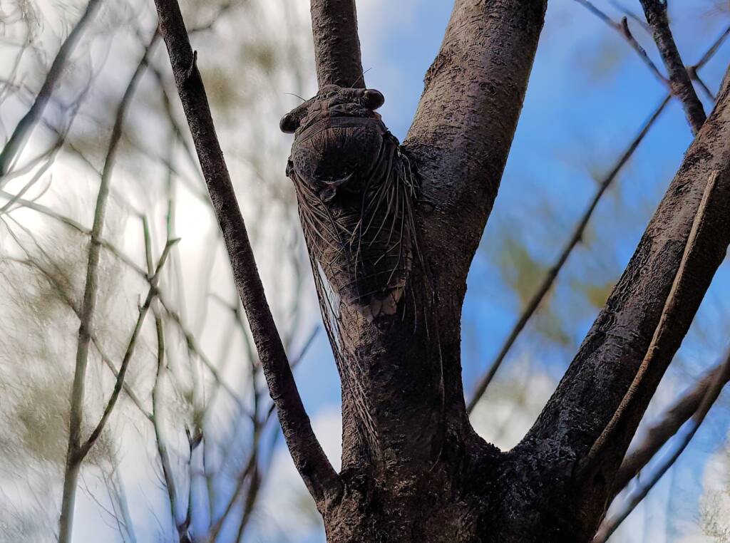 Desert Screamer (Burbunga hillieri), Alice Springs, NT