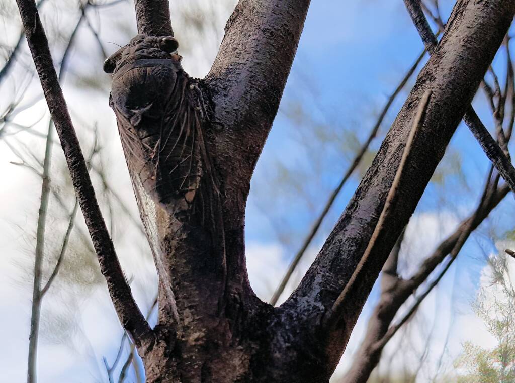 Desert Screamer (Burbunga hillieri), Alice Springs, NT