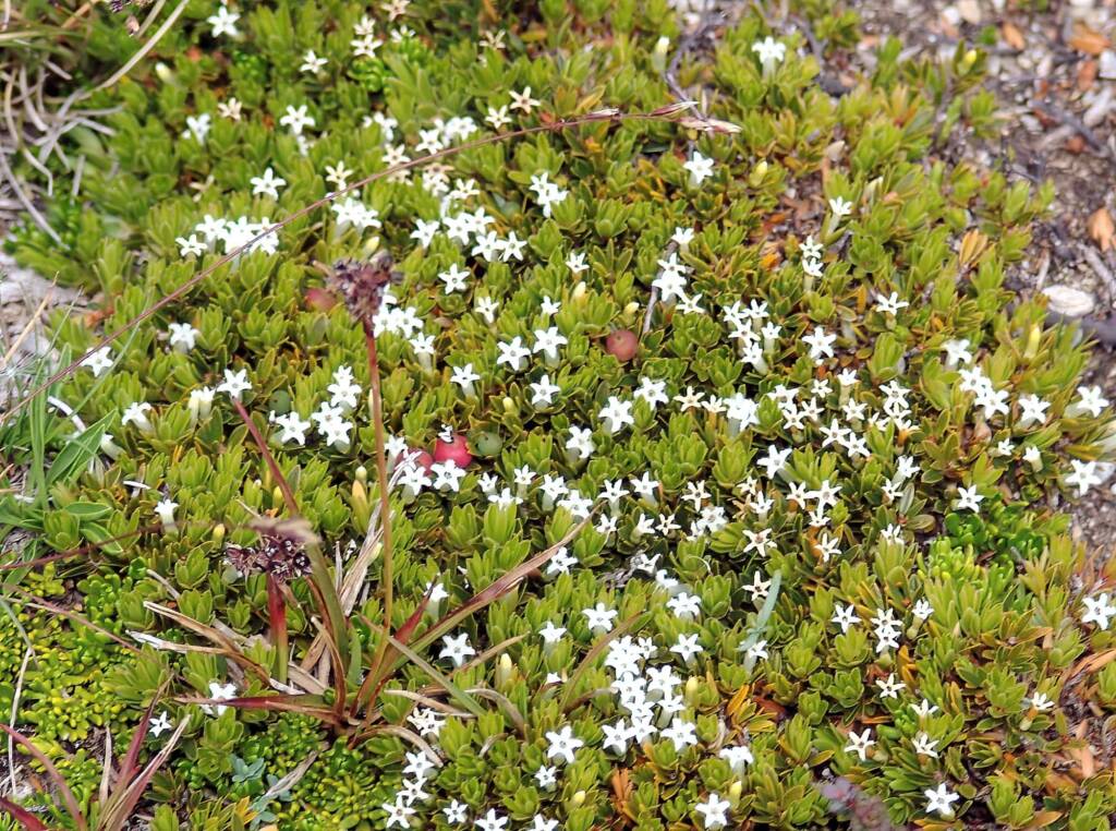 Carpet Heath (Pentachondra pumila)
