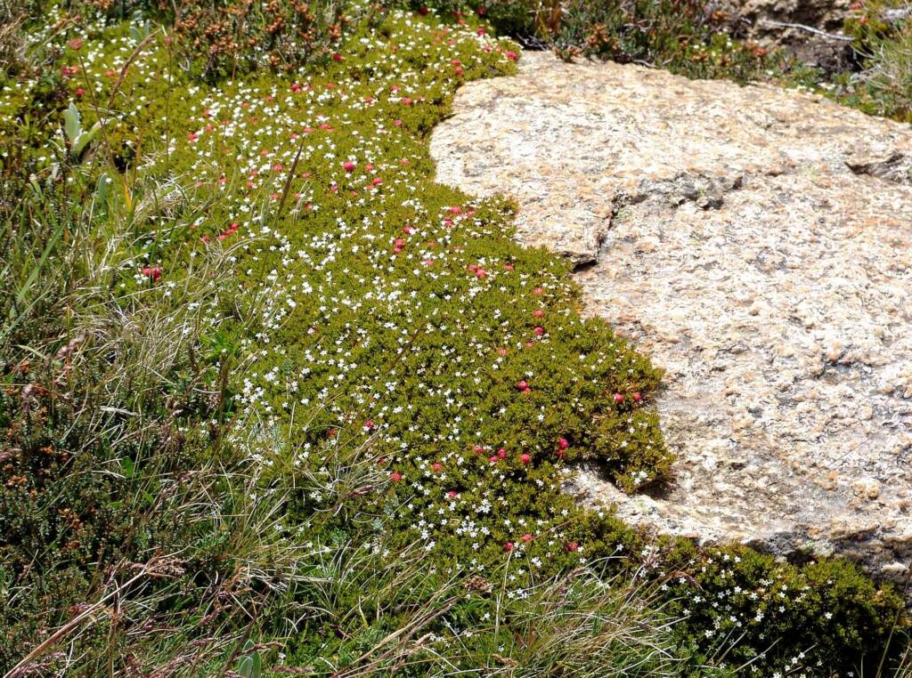 Carpet Heath (Pentachondra pumila)