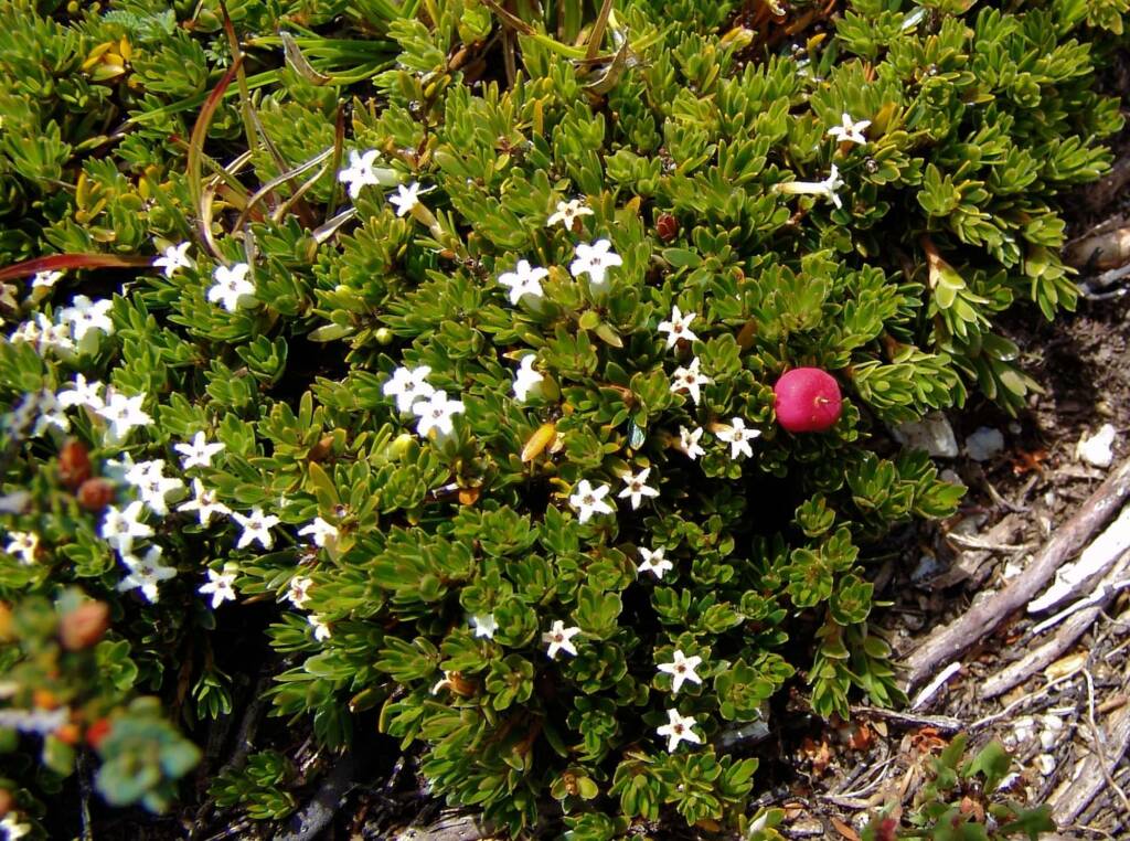 Carpet Heath (Pentachondra pumila)