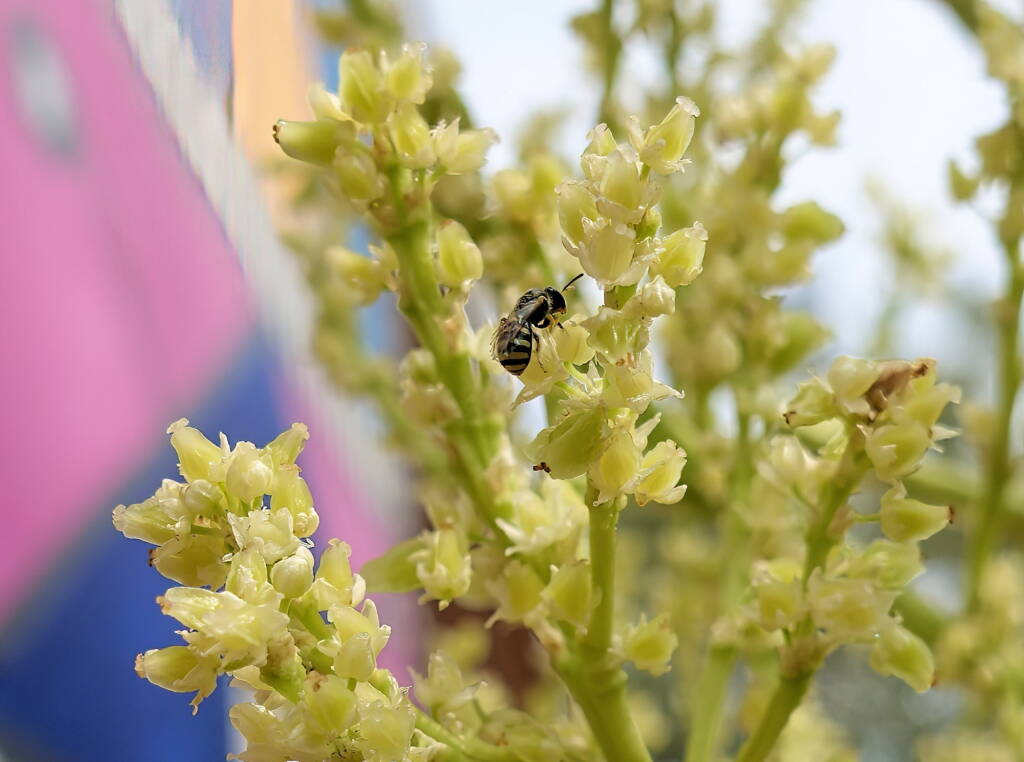 Ceylalictus perditellus native bee, Alice Springs, NT