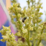 Ceylalictus perditellus native bee, Alice Springs, NT