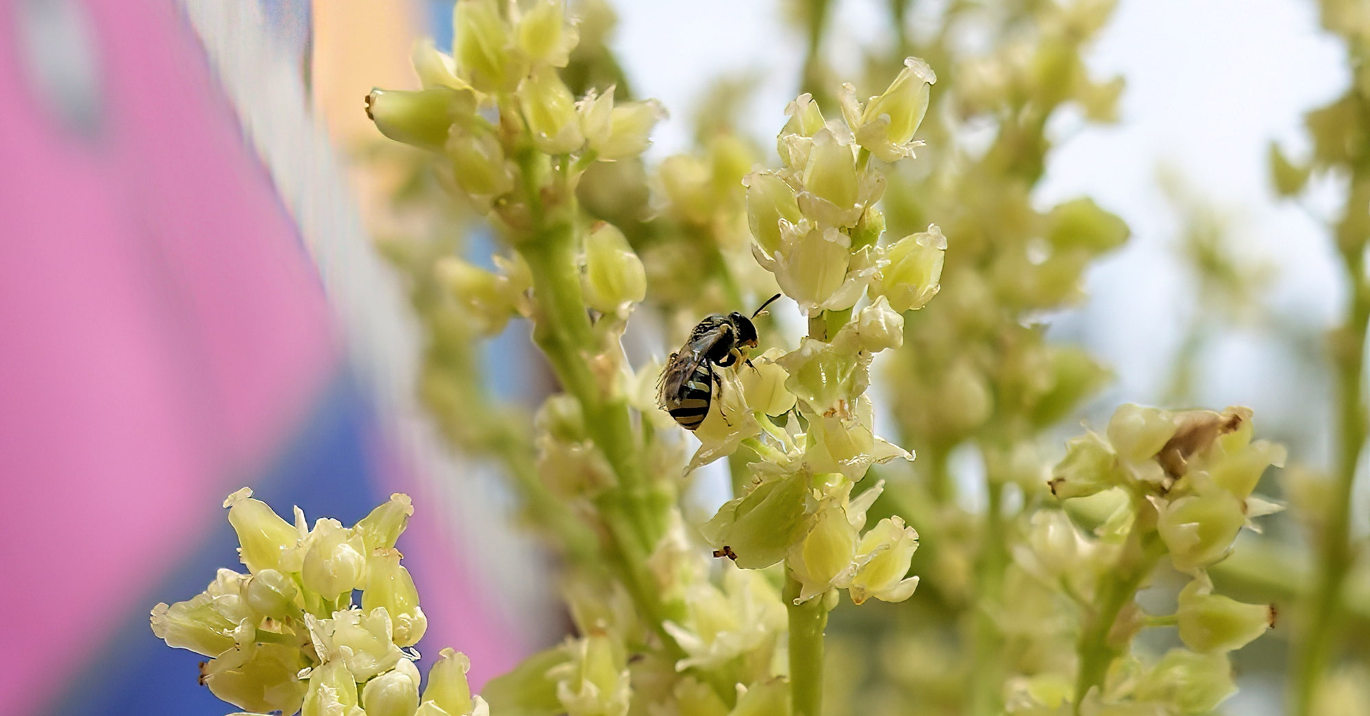 Ceylalictus perditellus native bee, Alice Springs, NT