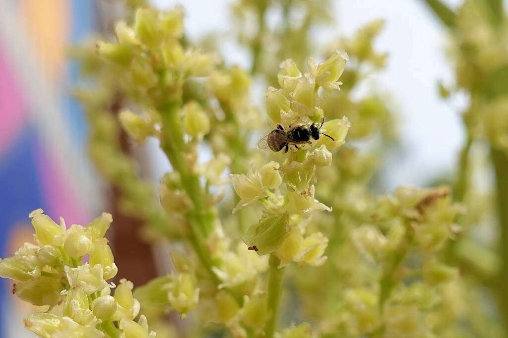 Ceylalictus perditellus native bee, Alice Springs, NT