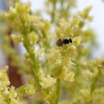 Ceylalictus perditellus native bee, Alice Springs, NT