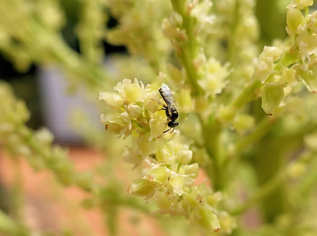 Ceylalictus perditellus native bee, Alice Springs, NT