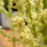 Ceylalictus perditellus native bee, Alice Springs, NT
