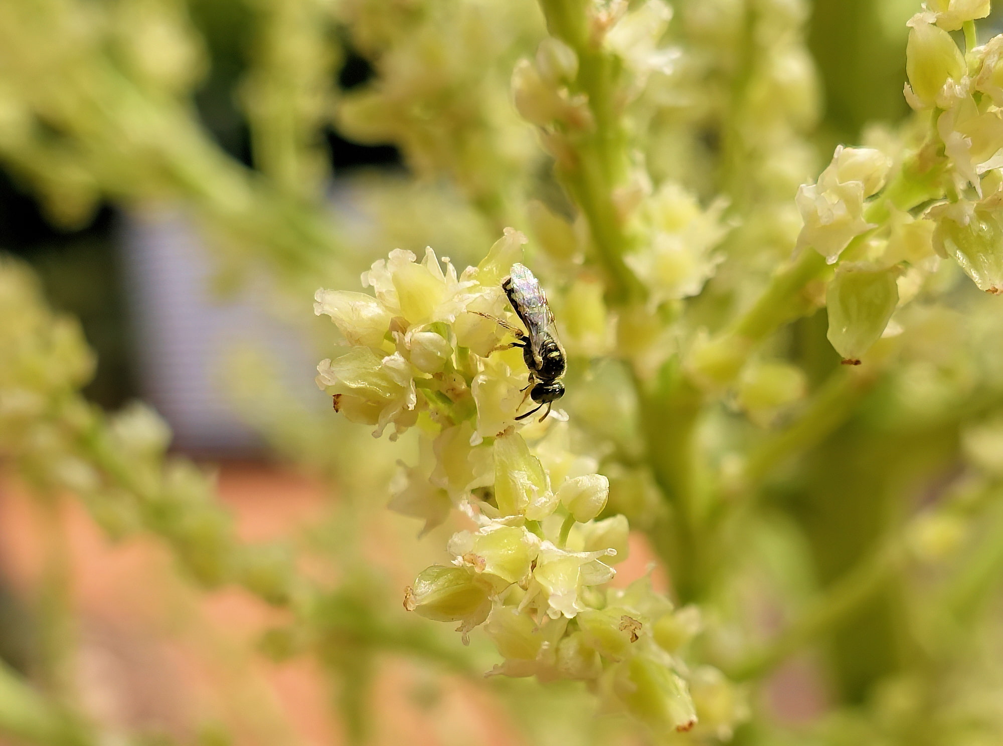 Ceylalictus perditellus native bee, Alice Springs, NT