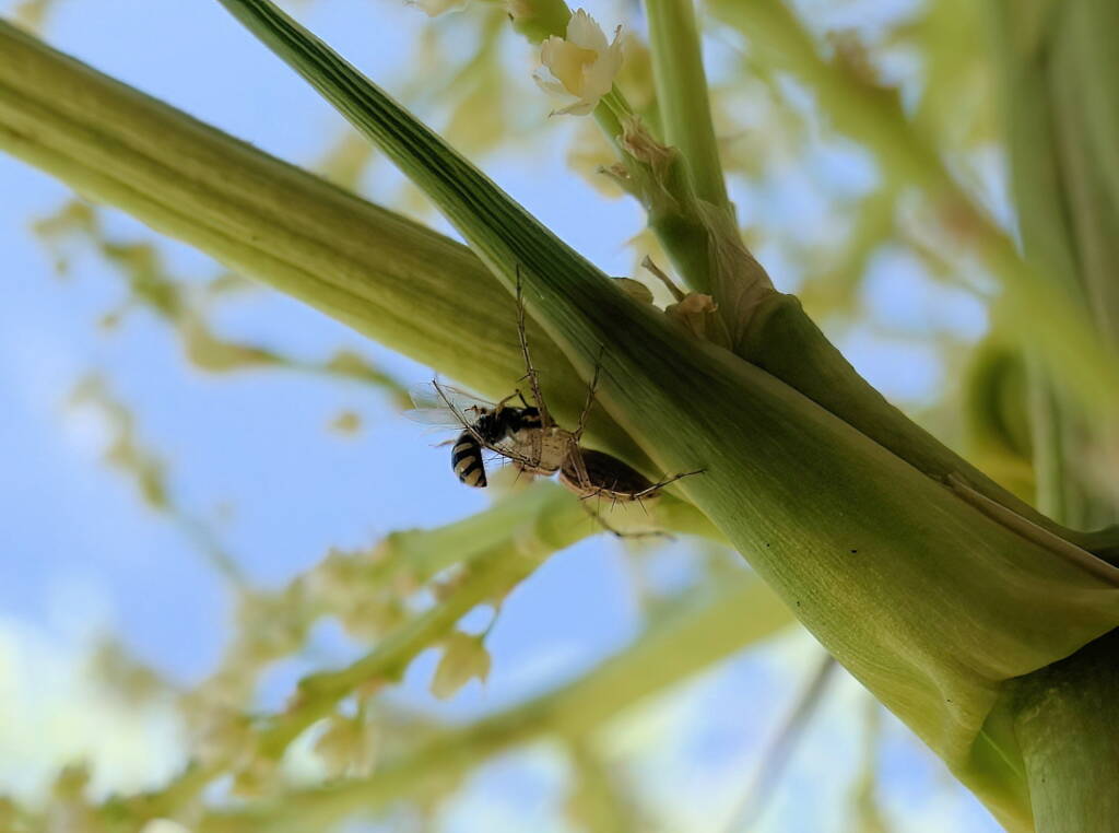 Ceylalictus perditellus captured by lynx spider, Alice Springs, NT