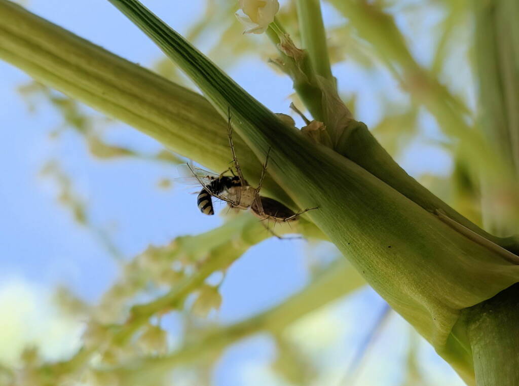 Ceylalictus perditellus captured by lynx spider, Alice Springs, NT